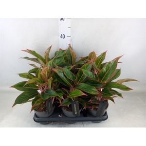 Aglaonema  'Jungle Red'