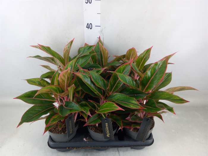 <h4>Aglaonema  'Jungle Red'</h4>