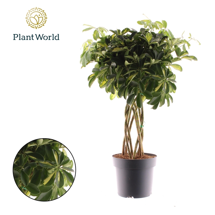 <h4>Schefflera Gold Capella koker</h4>