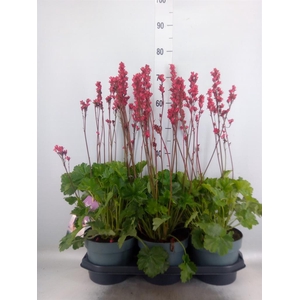 Heuchera   ...