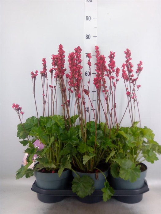 <h4>Heuchera   ...</h4>