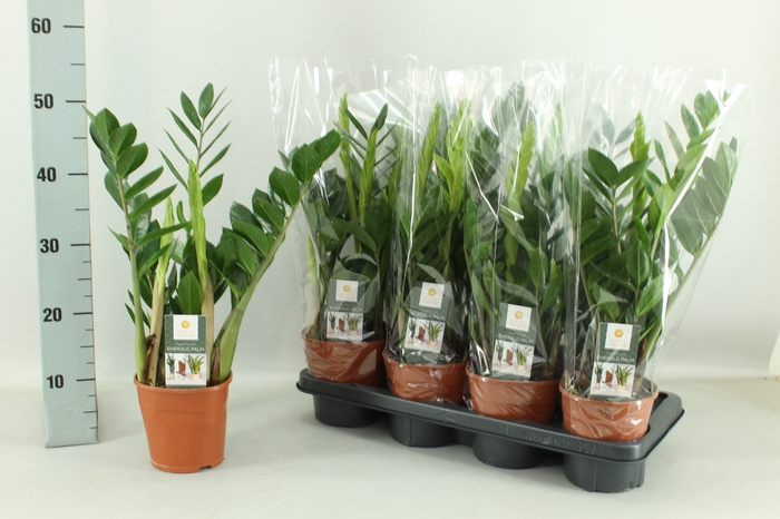 <h4>ZAMIO ZAMIIFOLIA</h4>