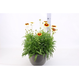 CORE GRANDIFLORA