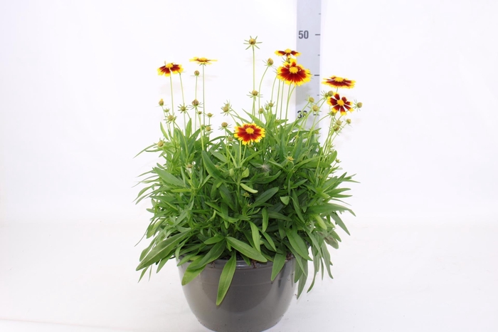 <h4>CORE GRANDIFLORA</h4>