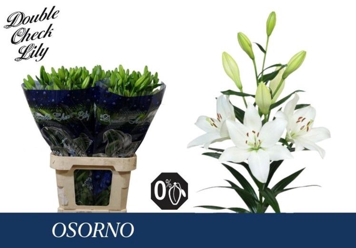 <h4>LI LA OSORNO</h4>