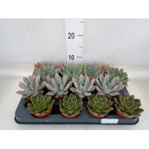Echeveria   ...mix