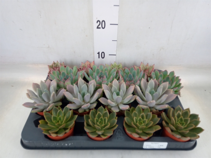 <h4>Echeveria   ...mix</h4>