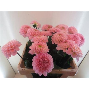 Dahlia Ball Wizz Of Oz