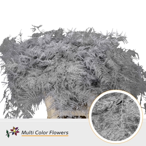 Asparagus Extra V Zilver