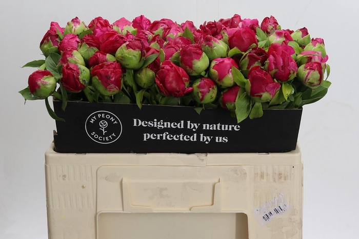 <h4>Paeonia Paula Fay</h4>