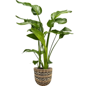 Strelitzia nicolai 3 stek in Nairobi mand