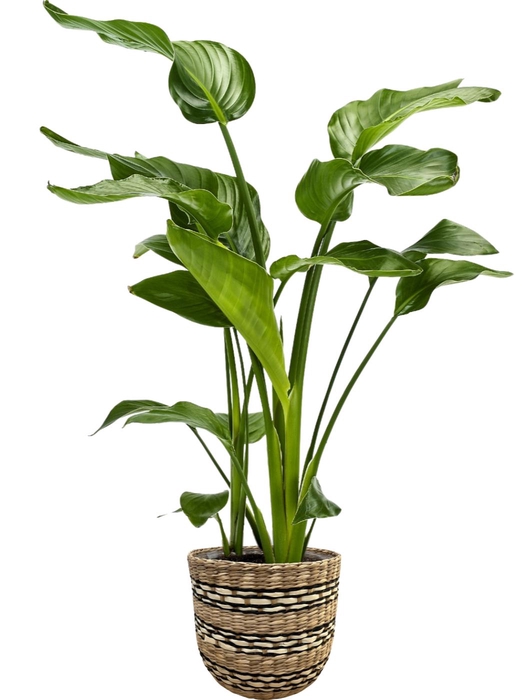 <h4>Strelitzia nicolai 3 stek in Nairobi mand</h4>