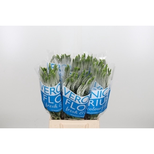 Veron Smart Luna Wit