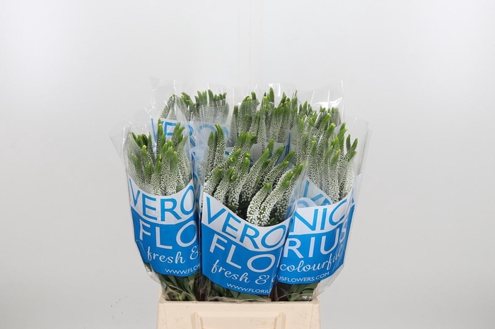 <h4>Veron Smart Luna Wit</h4>