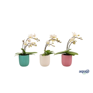 Mila Mix Tiny Dolls Wild Wit 3/4T18+ Aqu@