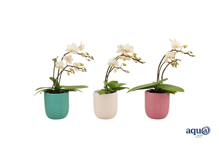 <h4>Mila Mix Tiny Dolls Wild Wit 3/4T18+ Aqu@</h4>