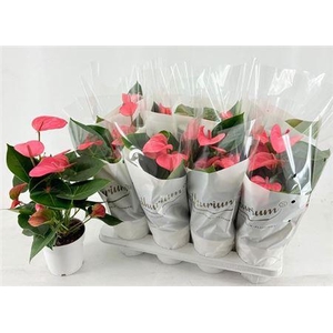 Anthu An Pink Champi 6+