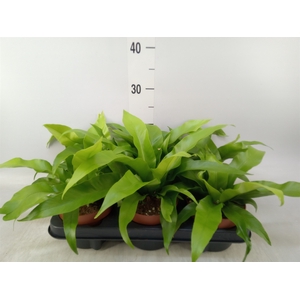 Asplenium antiquum