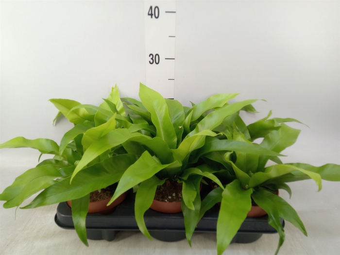 <h4>Asplenium antiquum</h4>