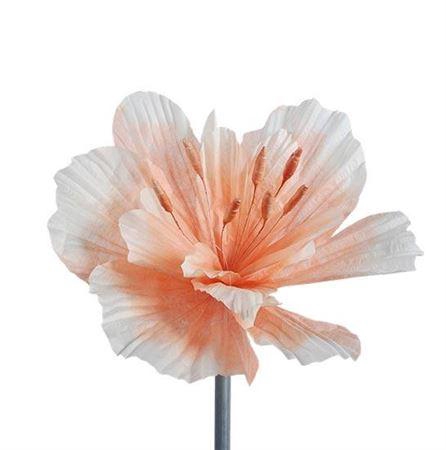 <h4>Stem Emperor Flower L50w50h50</h4>