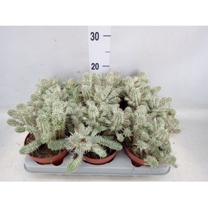 Euphorbia mammillaris