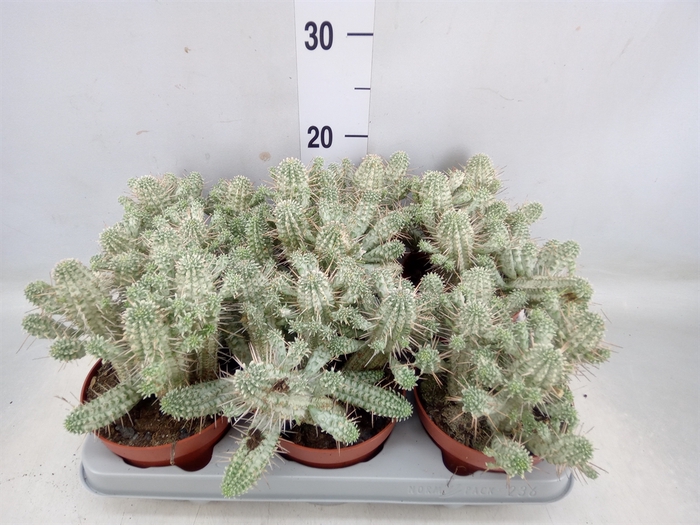 <h4>Euphorbia mammillaris</h4>