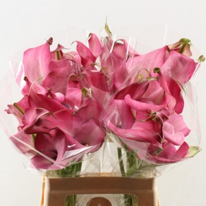 Calla Zazu Double