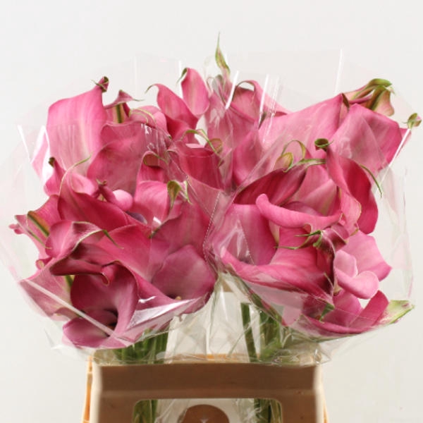 <h4>Calla Zazu Double</h4>