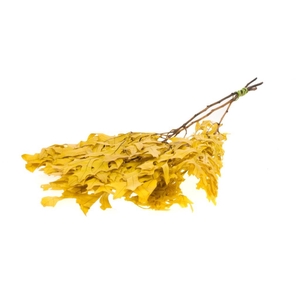 Scarlet Oak leaf preserved yellow