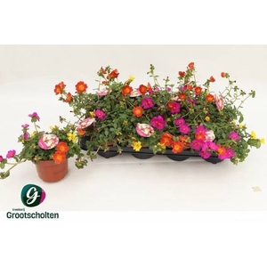 PORTULACA MIX P13