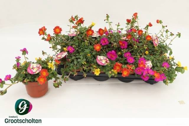 <h4>PORTULACA MIX P13</h4>