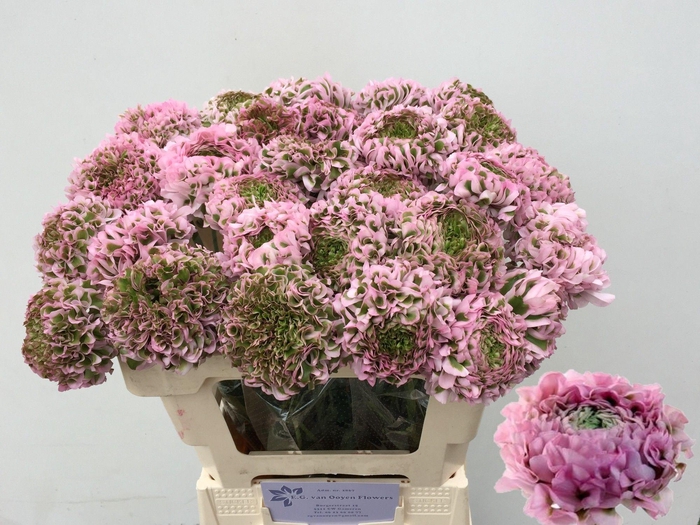 <h4>RAN PON PON CANDY</h4>