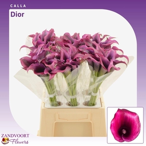 Calla Dior