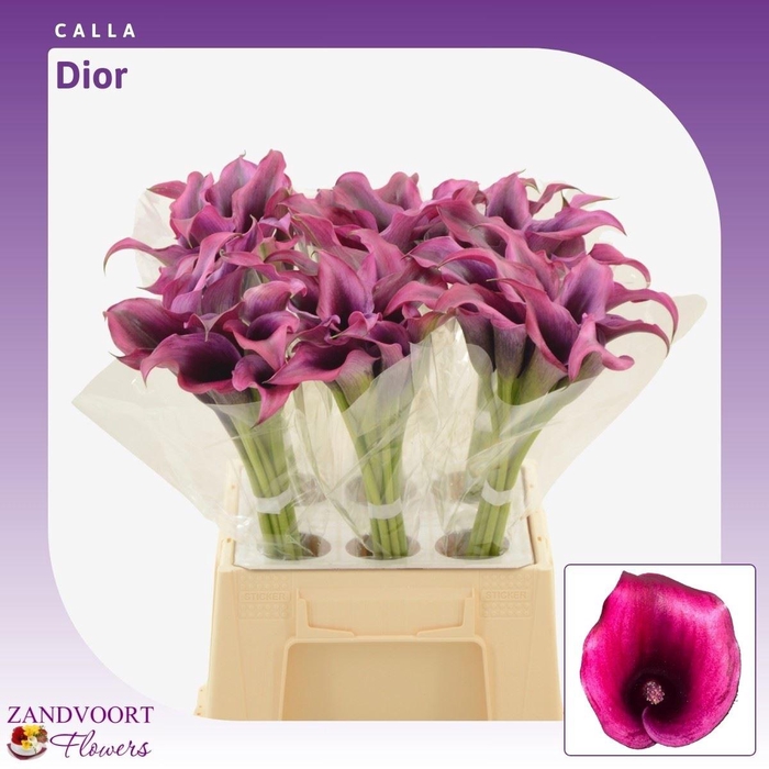<h4>Calla Dior</h4>