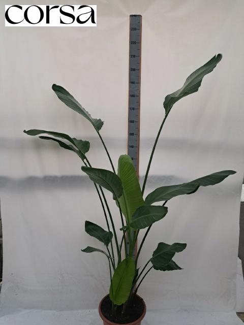 <h4>STRELITZIA NICOLAI</h4>