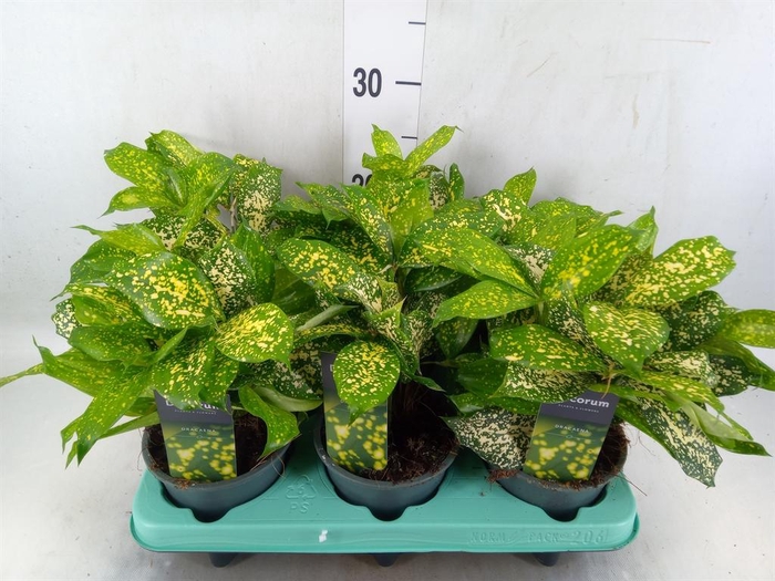 <h4>Dracaena surculosa 'Florida Beauty'</h4>