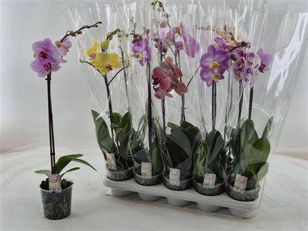 <h4>PHAL GEM 1 TAK</h4>