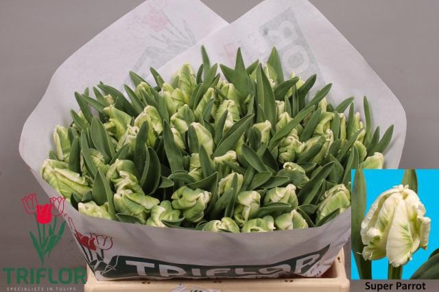 <h4>TU PA SUPER PARROT</h4>