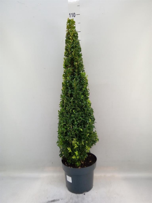 <h4>Buxus semp.   ...</h4>