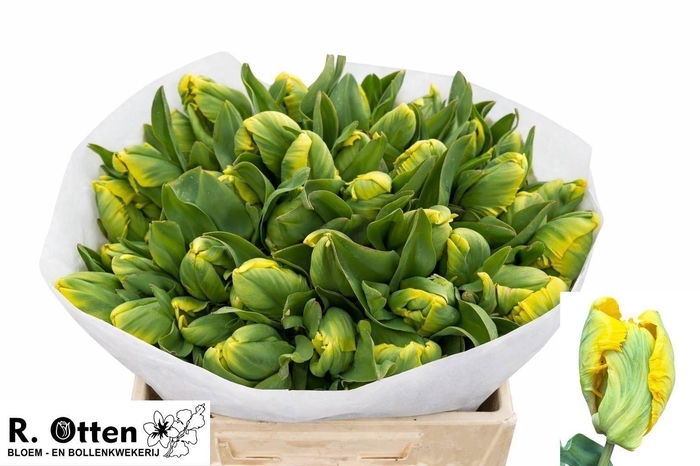 <h4>TU PA EAGLE WINGS</h4>