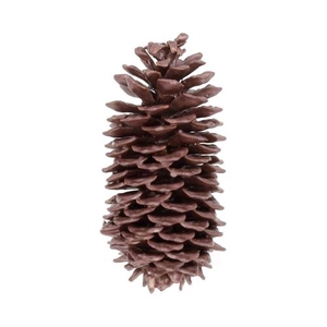 Pinecone Sugar Wax Slv L35