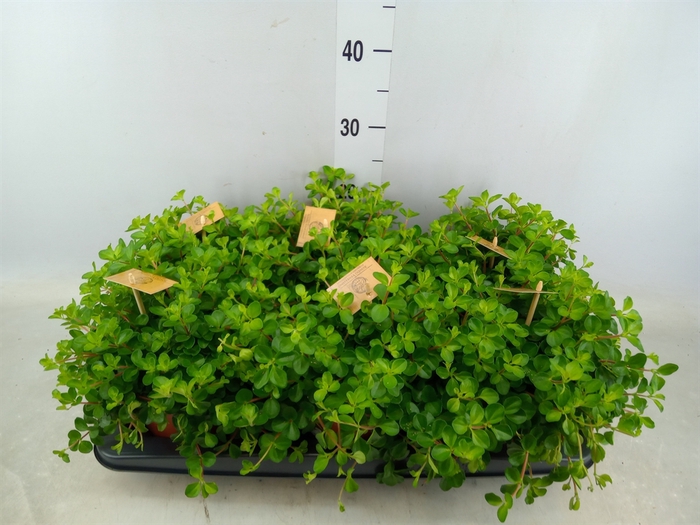 <h4>Peperomia rotundifolia</h4>