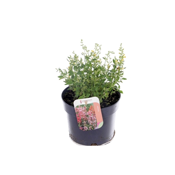 <h4>Agastache Sunny Sparks Tangerine</h4>