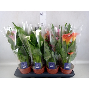 Zantedeschia   ...mix