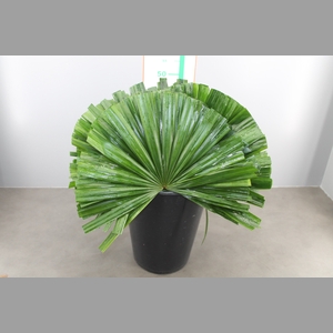 CHAMAEROPS BLAD