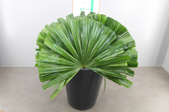 CHAMAEROPS BLAD