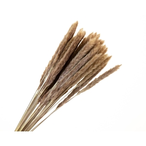 Pampas Fluffy Natural