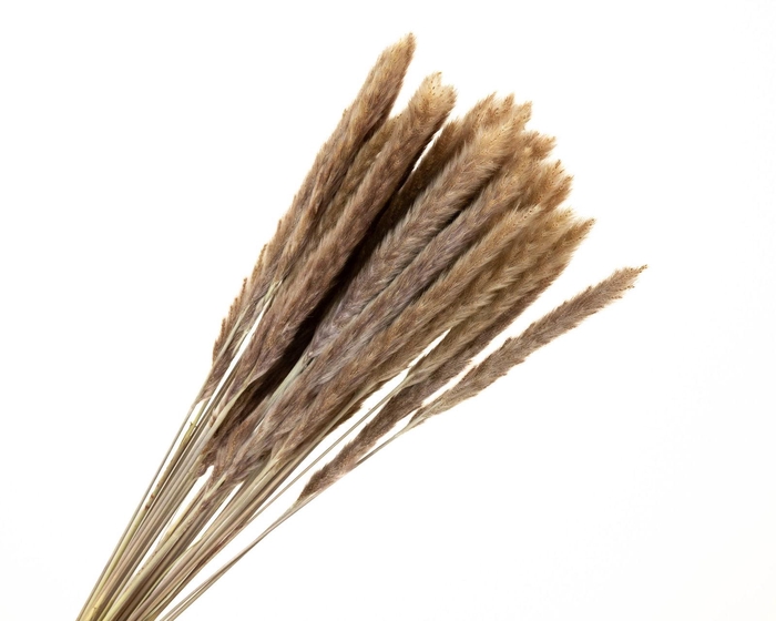 <h4>Pampas Fluffy Natural</h4>