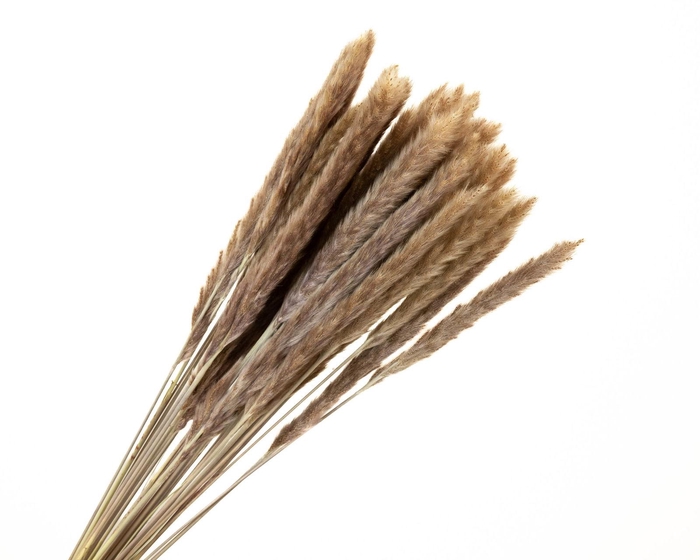 Pampas Fluffy Natural