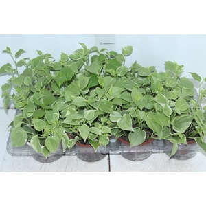 PEPEROMIA SCANDENS C13